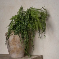Weeping Cedar Spray 46"