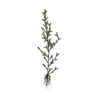 Faux Pine Tree w/exposed roots | 39"H