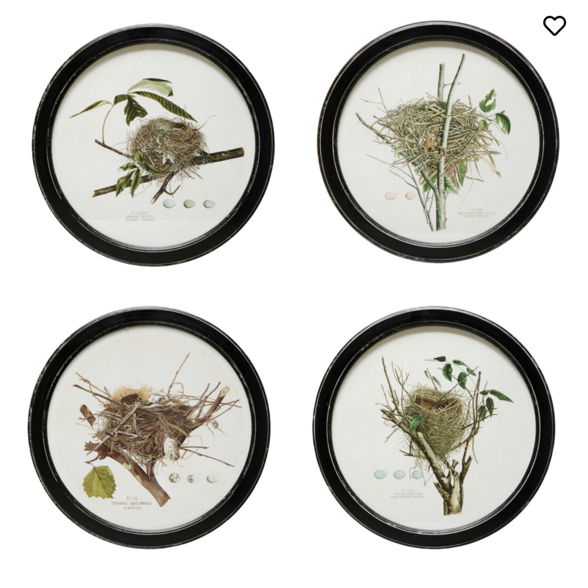 Framed Wall Decor with Nest Print | 4 Styles