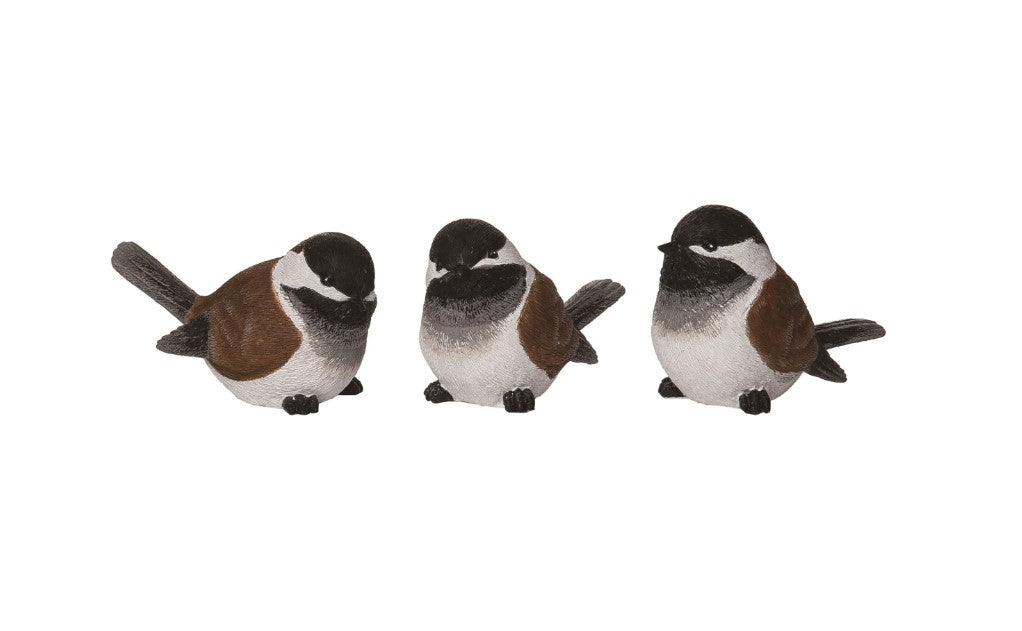 Snowy Bird Finch | 3 Varieties