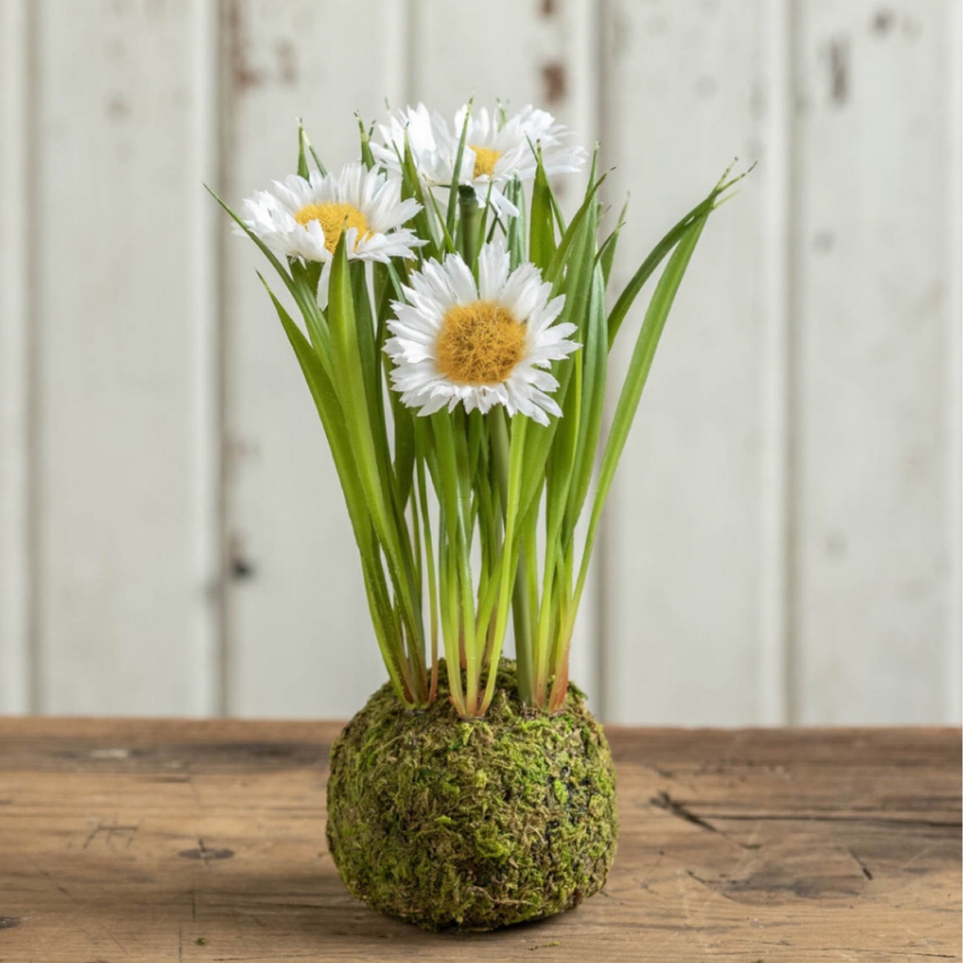 White Daisy in Moss Ball