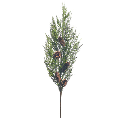 Cedar with pinecone branch