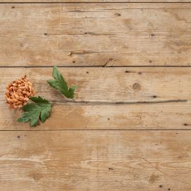 Dusty Orange Mum Stem
