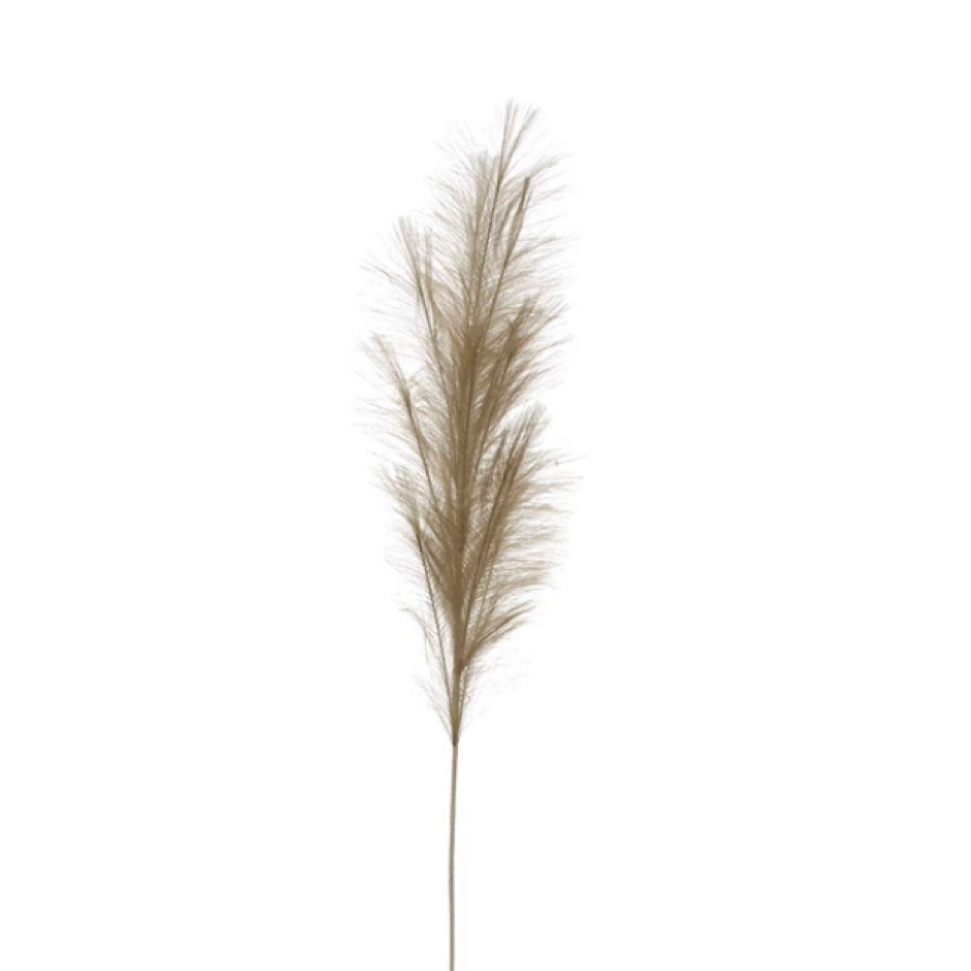 Pampas Grass Branch, Sage