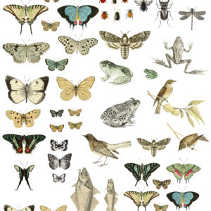 Entomology Etcetera Decor Transfer™ | 24x33"