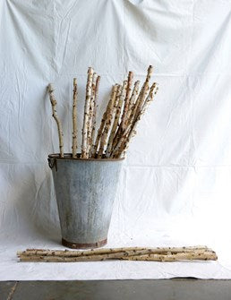 Birch Branch | 59"L