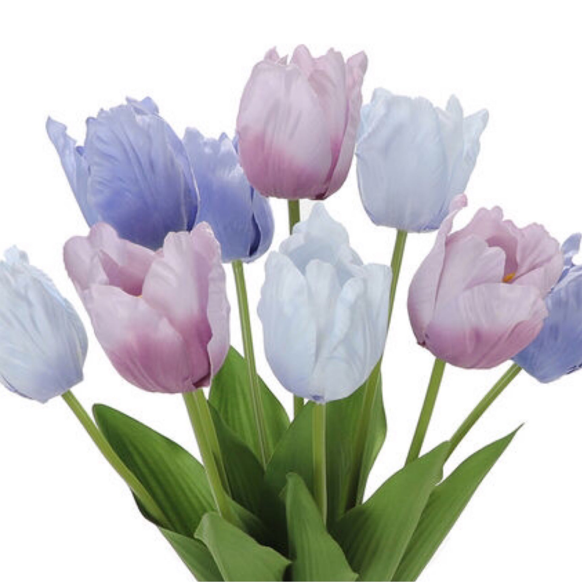 Bloom Spring bushes | Purple tulips