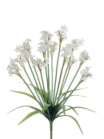 Narcissus Bush 18″