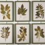 Framed Spring Leaves Prints