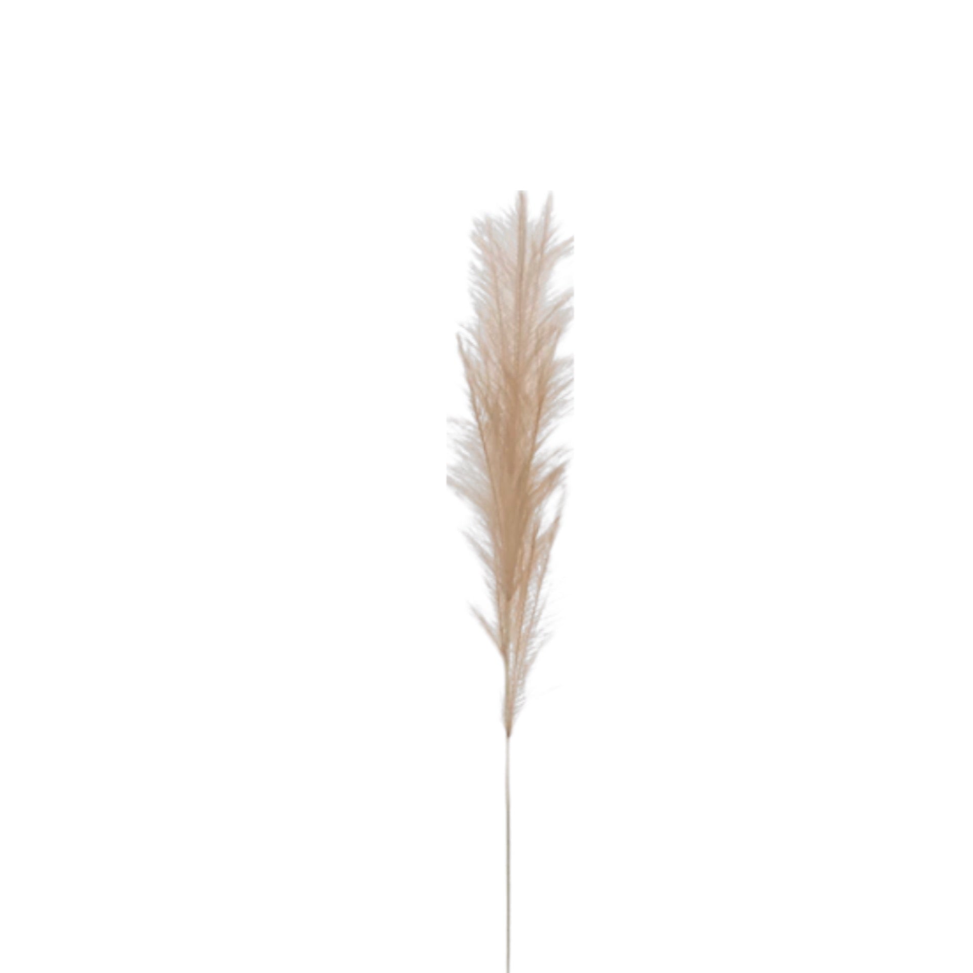 Pampas Grass Branch, Cream