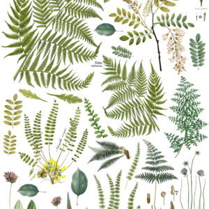 Fronds Botanical Decor Transfer™ | 24x33"