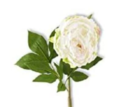 White Peony Single Bloom | 30"
