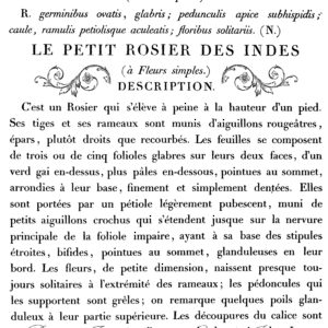Le Petit Rosier Decor Transfer™ | 24×33"